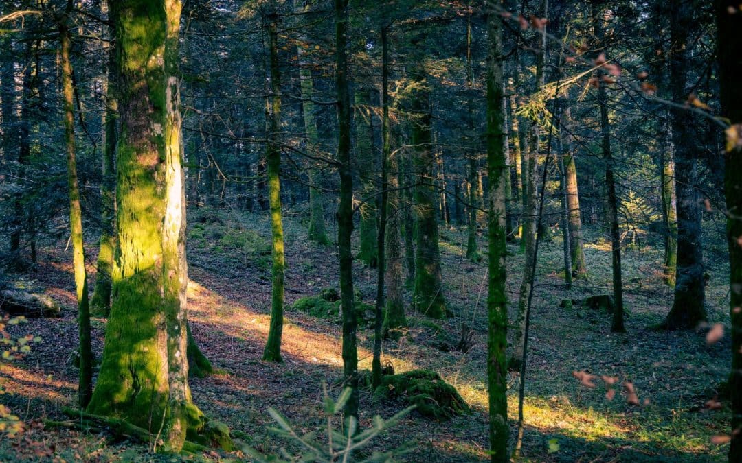 Les Secrets de la Forêt du Jura : Un Voyage au Cœur de la Nature